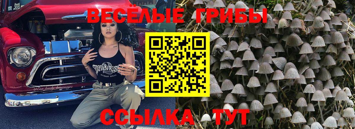 Ухта  Галлюциногенные грибы прущие грибы  Вход с VPN 